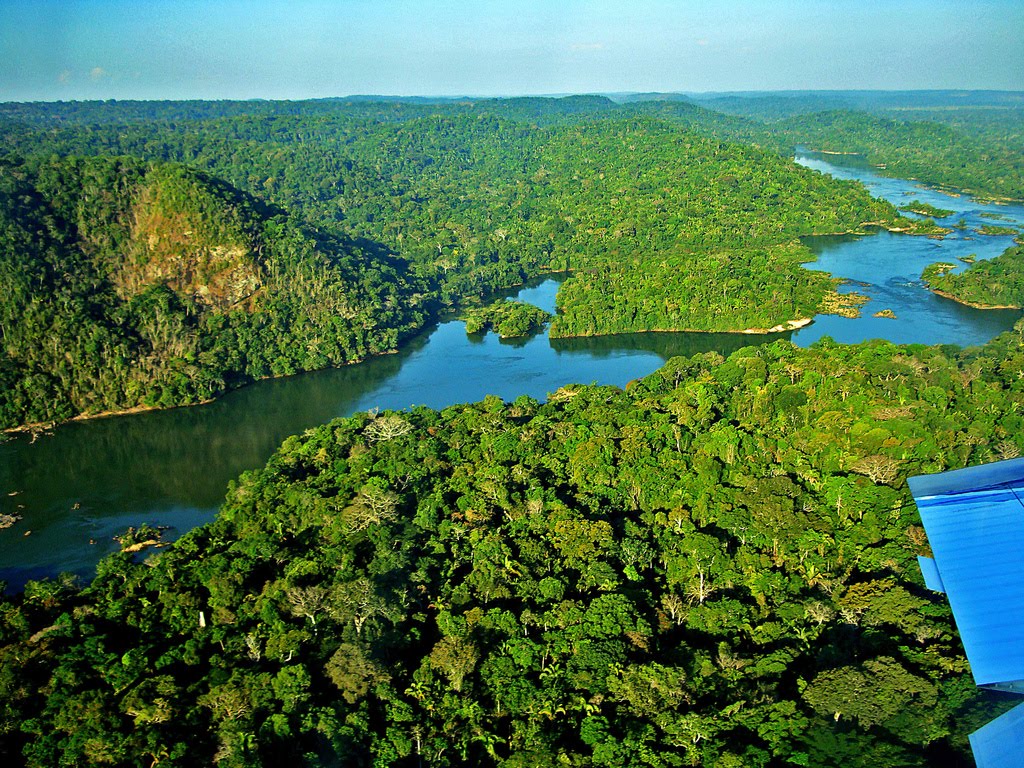 Risultati immagini per foresta amazzonica